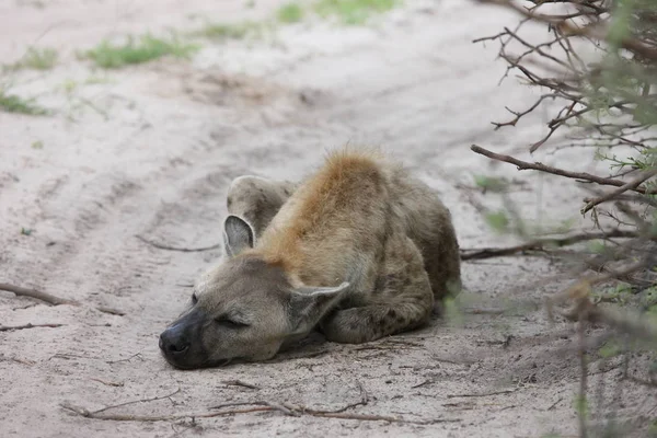 Hiena Kenia África sabana animal salvaje mamífero —  Fotos de Stock
