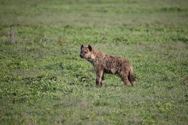 Hyena Kenya Africa savannah wild animal mammal — Stock Photo, Image