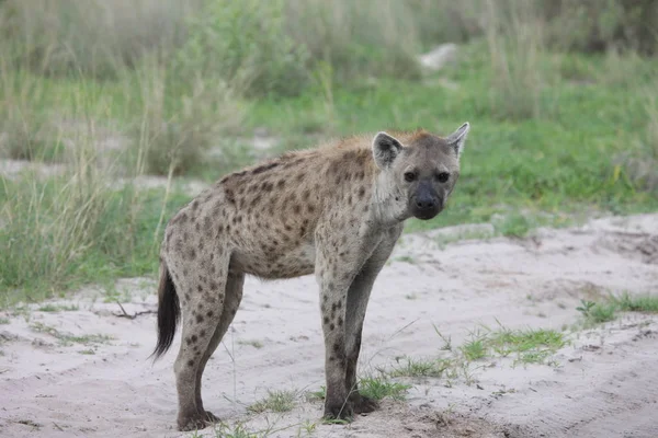 Hiena Kenii Afryki savannah dziki ssak zwierzę — Zdjęcie stockowe