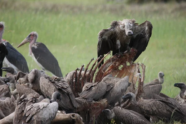 Wilder Gänsegeier Afrikanische Savanne Kenia gefährlicher Vogel — Stockfoto