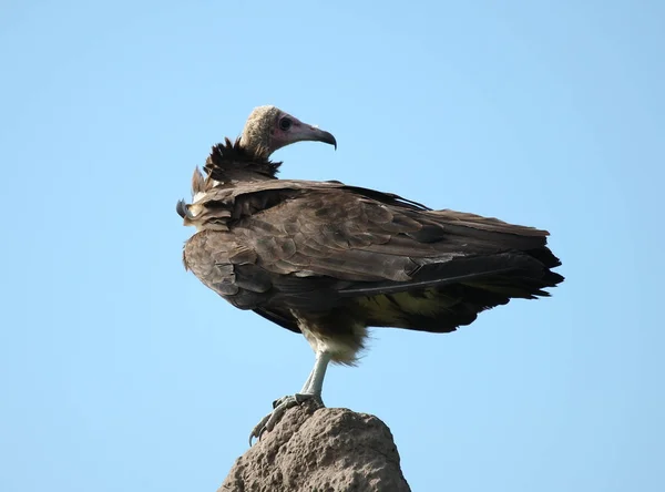 Wild Griffon Vulture Afrika savanne Kenia gevaarlijke vogel — Stockfoto