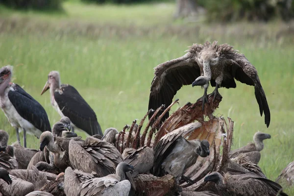 Wilder Gänsegeier Afrikanische Savanne Kenia gefährlicher Vogel — Stockfoto