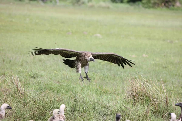 Wilder Gänsegeier Afrikanische Savanne Kenia gefährlicher Vogel — Stockfoto