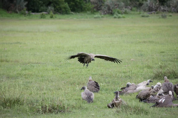 Dziki Griffon Sęp Afryka sawanna Kenia niebezpieczny ptak — Zdjęcie stockowe