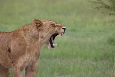 Aslan vahşi, tehlikeli memeli Afrika Savannah Kenya