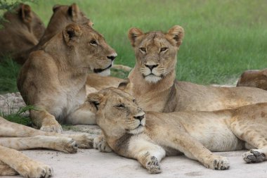 Aslan vahşi, tehlikeli memeli Afrika Savannah Kenya