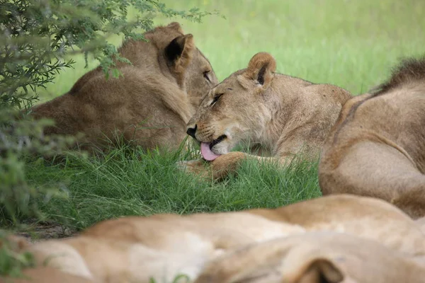 Wilde Löwen gefährliches Säugetier Afrikanische Savanne Kenia — Stockfoto