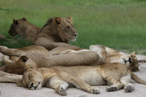 Aslan vahşi, tehlikeli memeli Afrika Savannah Kenya — Stok fotoğraf