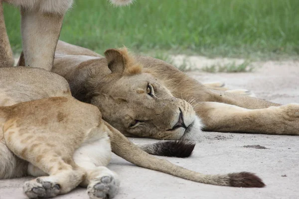 Aslan vahşi, tehlikeli memeli Afrika Savannah Kenya — Stok fotoğraf