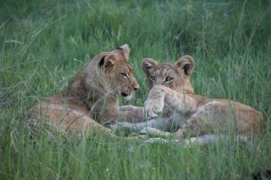 Aslan vahşi, tehlikeli memeli Afrika Savannah Kenya