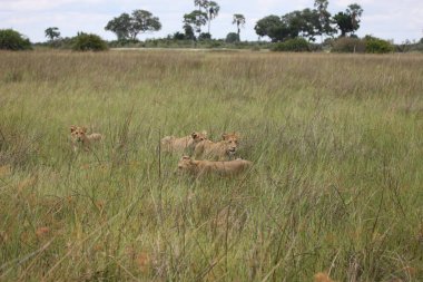 Aslan vahşi, tehlikeli memeli Afrika Savannah Kenya