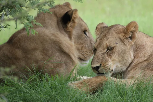 Leão selvagem perigoso mamífero áfrica savana Quênia — Fotografia de Stock