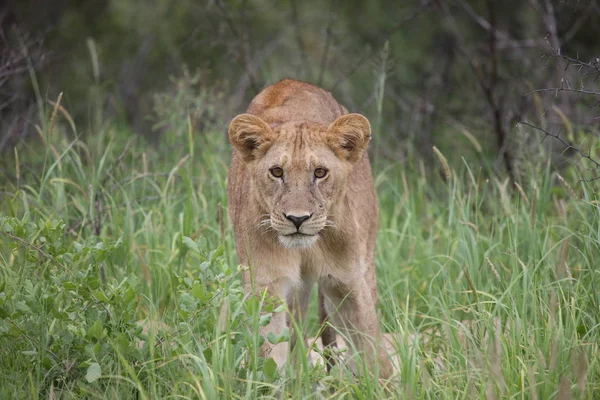 Лев - дикий ссавець африканська савана Кенія — стокове фото