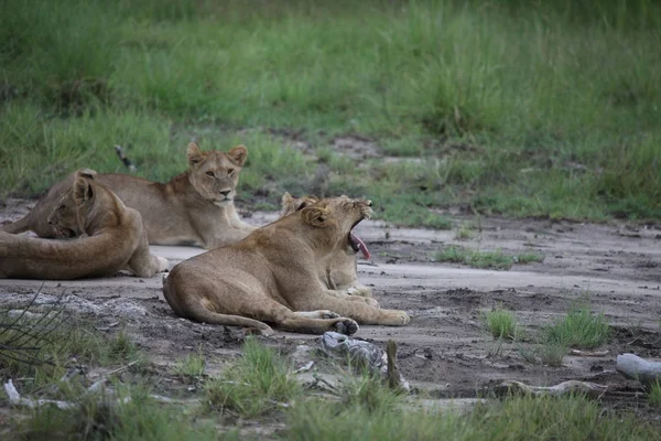 Aslan vahşi, tehlikeli memeli Afrika Savannah Kenya — Stok fotoğraf