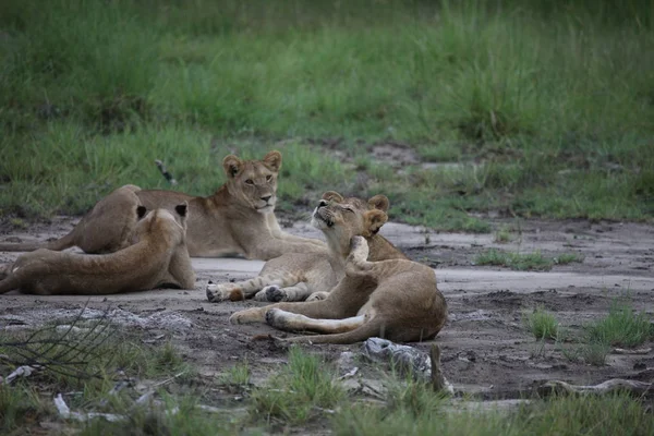 Aslan vahşi, tehlikeli memeli Afrika Savannah Kenya — Stok fotoğraf