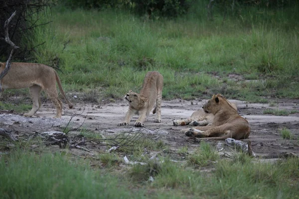 Aslan vahşi, tehlikeli memeli Afrika Savannah Kenya