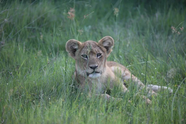 Aslan vahşi, tehlikeli memeli Afrika Savannah Kenya