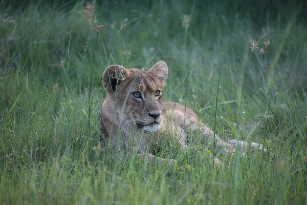 Aslan vahşi, tehlikeli memeli Afrika Savannah Kenya