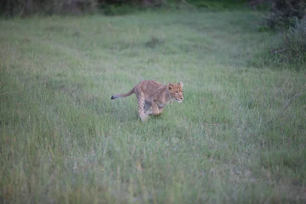 사자 위험 한 맹수 아프리카 대초원 케냐 — 스톡 사진