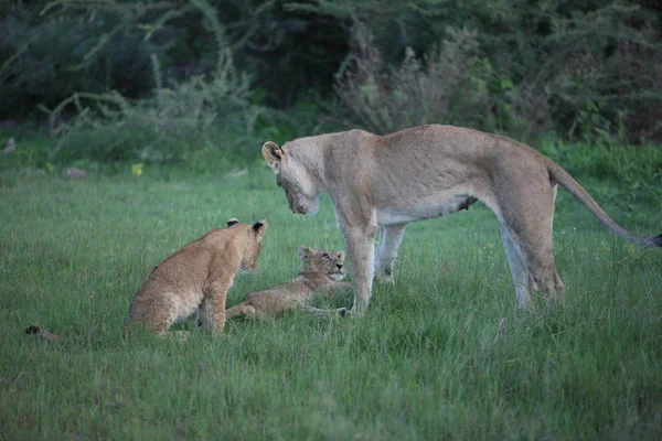 Aslan vahşi, tehlikeli memeli Afrika Savannah Kenya — Stok fotoğraf