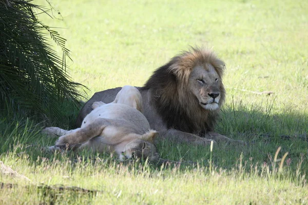 Leão selvagem perigoso mamífero áfrica savana Quênia — Fotografia de Stock