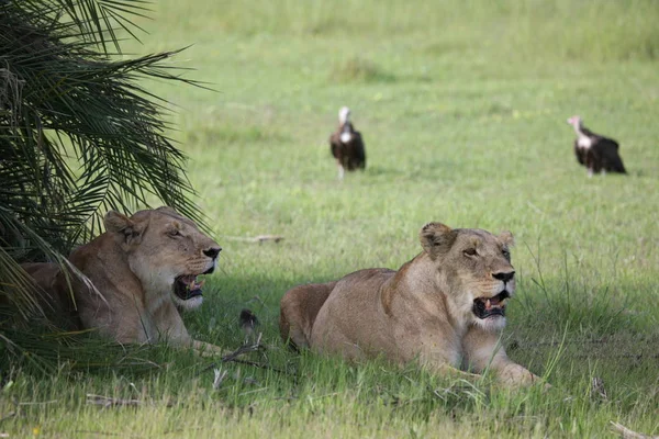 Leone selvatico mammifero pericoloso Africa savana Kenya — Foto Stock