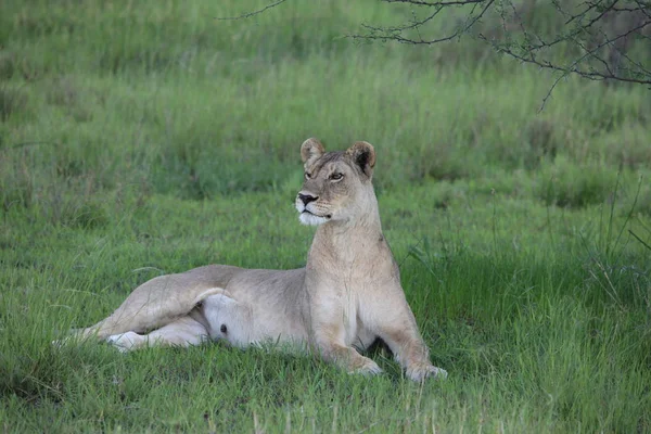 Oroszlán vad veszélyes emlős afrikai szavanna Kenya — Stock Fotó