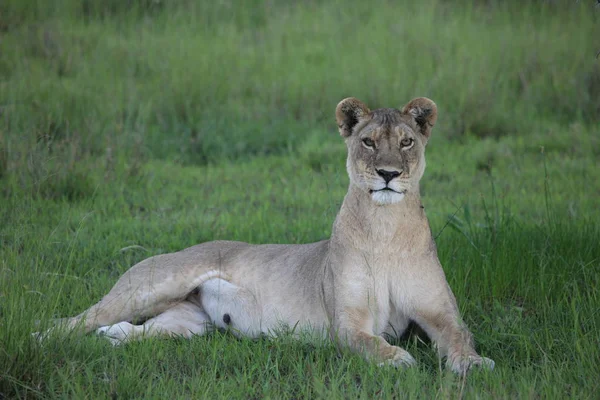 Lion wild dangerous mammal africa savannah Kenya — Stock Photo, Image