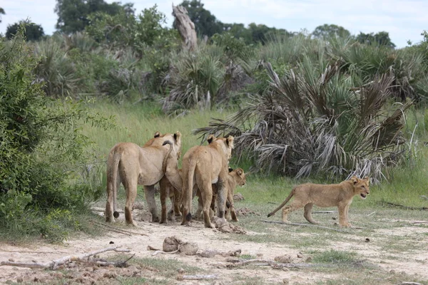 Aslan vahşi, tehlikeli memeli Afrika Savannah Kenya — Stok fotoğraf