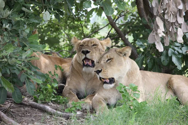 Wilde Löwen gefährliches Säugetier Afrikanische Savanne Kenia — Stockfoto