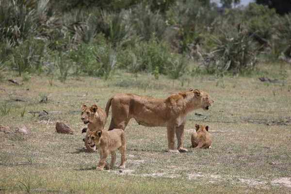 Aslan vahşi, tehlikeli memeli Afrika Savannah Kenya — Stok fotoğraf