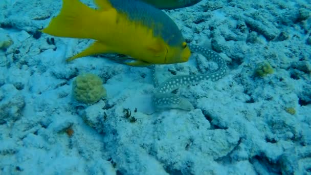 Pescado y serpiente marina caribe mar bajo el agua 1080P video — Vídeos de Stock