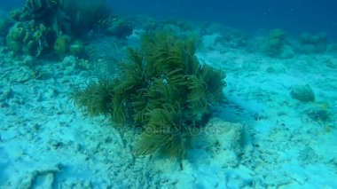 Balık ve deniz yılanı Karayip Denizi sualtı 1080p video
