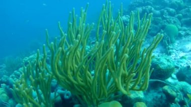 Balık ve deniz yılanı Karayip Denizi sualtı 1080p video