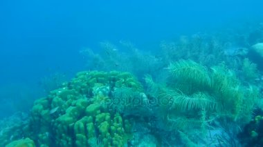 Balık ve deniz yılanı Karayip Denizi sualtı 1080p video