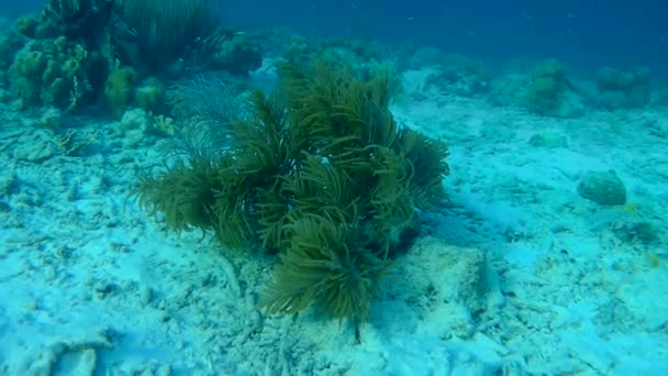 Рыба и морская змея Карибского моря под водой 1080P видео — стоковое видео