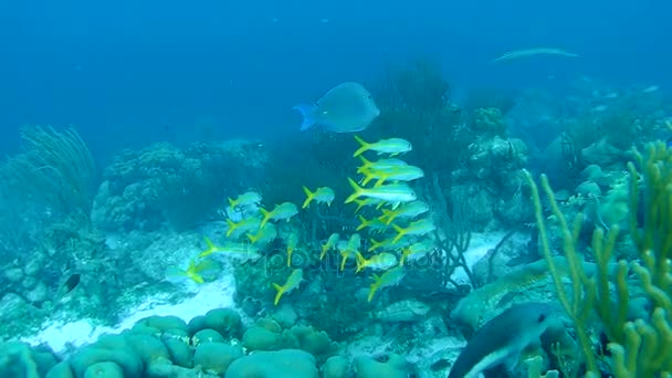 Pesce e serpente marino caraibico mare sott'acqua 1080P video — Video Stock