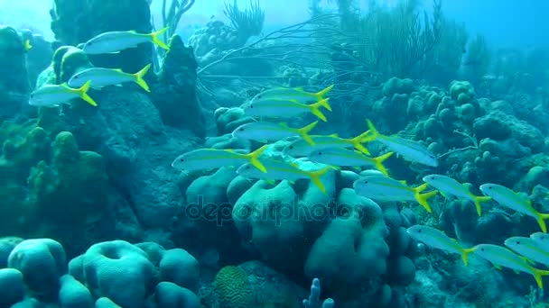 Ryby i węża morskiego Morze Karaibskie podwodne wideo 1080p — Wideo stockowe
