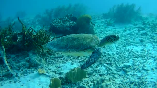 Zwemmen zeeschildpad Caribische zee onderwater 1080p video — Stockvideo