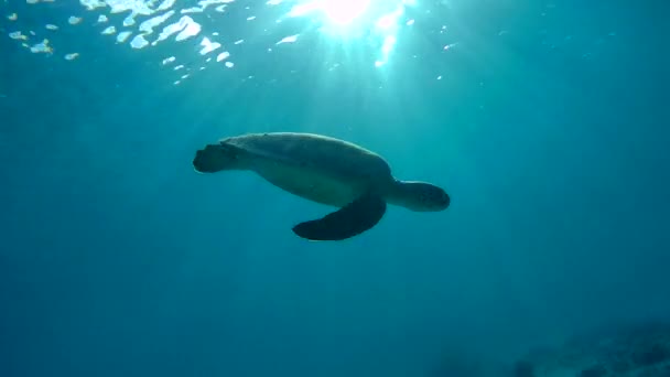 Deniz kaplumbağası Karayip Denizi sualtı 1080 p video Yüzme — Stok video