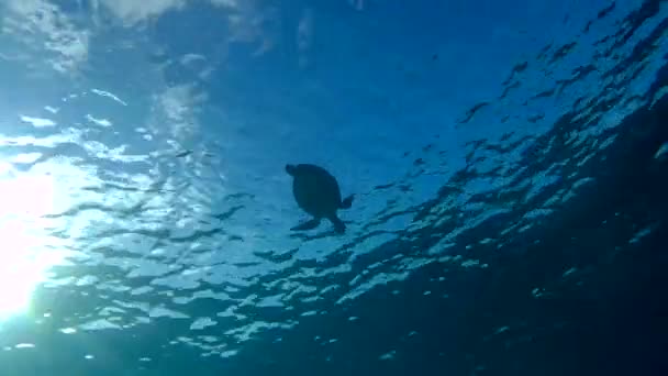 Zwemmen zeeschildpad Caribische zee onderwater 1080p video — Stockvideo