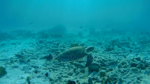 Nadando tortuga caribeña mar bajo el agua 1080P video — Vídeo de stock