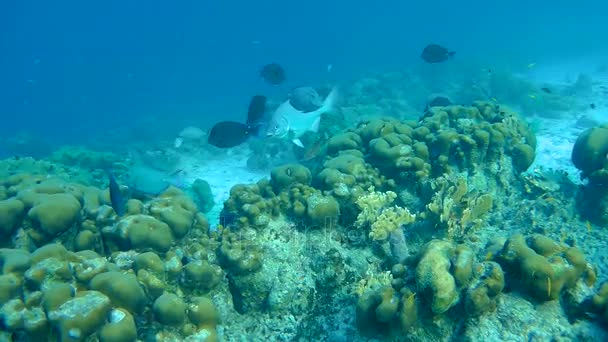 Pescado y serpiente marina caribe mar bajo el agua 1080P video — Vídeos de Stock