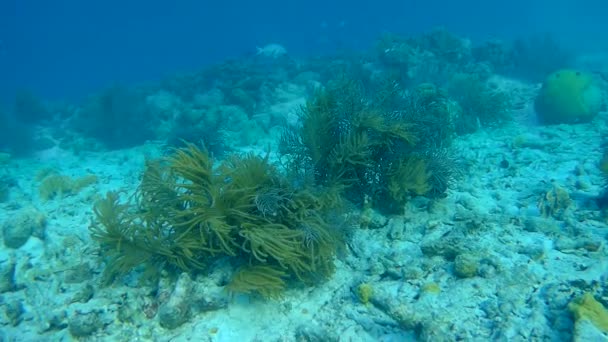 Pescado y serpiente marina caribe mar bajo el agua 1080P video — Vídeos de Stock