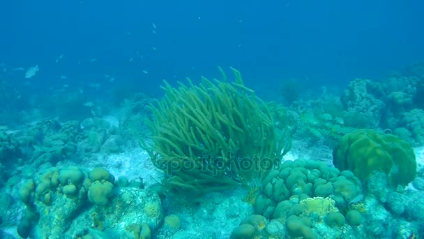 Pescado y serpiente marina caribe mar bajo el agua 1080P video — Vídeos de Stock