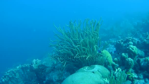 Pesce e serpente marino caraibico mare sott'acqua 1080P video — Video Stock