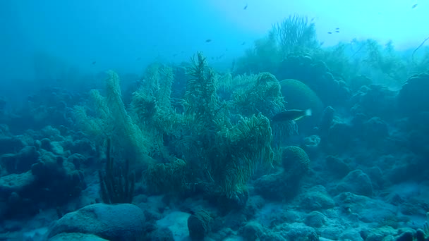 Fish and sea snake caribbean sea underwater 1080P video — Stock Video