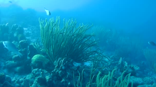 Peixe e cobra do mar caribe mar subaquático 1080p vídeo — Vídeo de Stock
