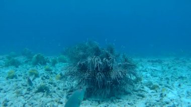 mercan hayat sualtı video 1080p Karayip Denizi