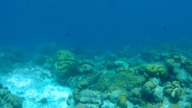mercan hayat sualtı video 1080p Karayip Denizi